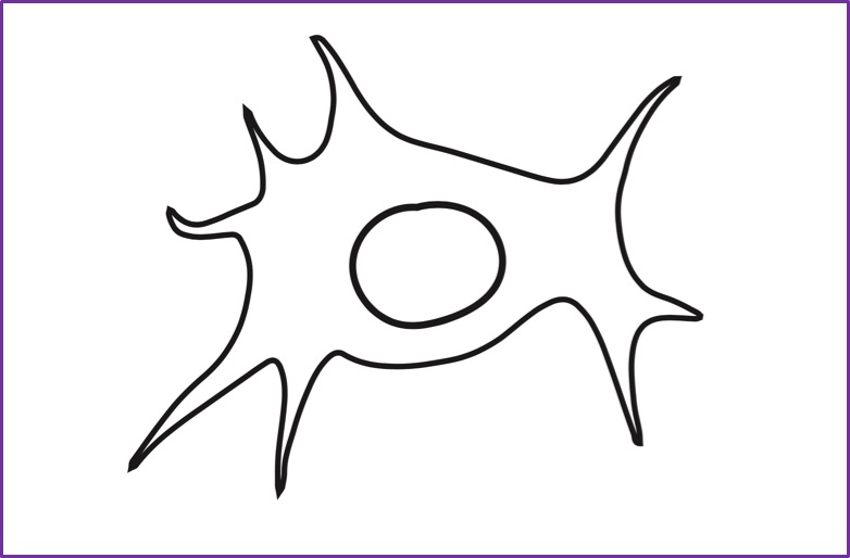 Homo sapiens / Mesenchymal Stromal Cell Model